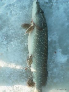 IMG_20170119_122159-2.jpg