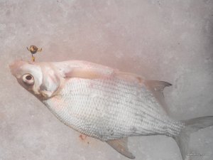 2017121131941.jpg