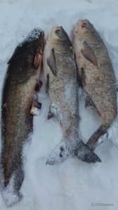 20170124_115620.jpg