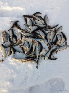 IMG_20170105_144125.jpg