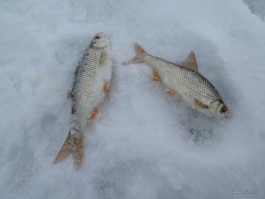 IMG_0803.JPG
