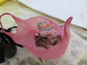 IMG_0806.JPG