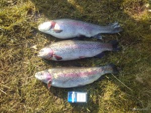 IMG_20160311_165310.jpg