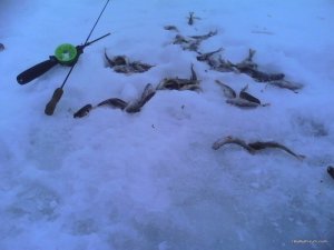 IMG_20170128_155433.jpg