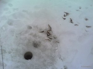 IMG_20170128_092034.jpg