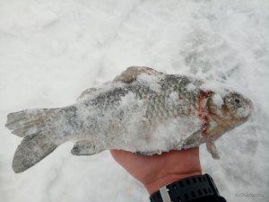 IMG_20170128_143439.jpg