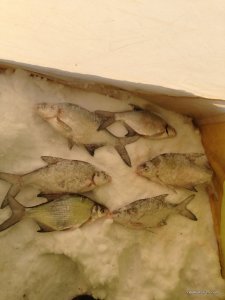 IMG_0707.JPG