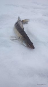 IMG_20170128_073718.jpg