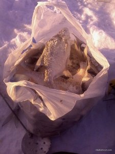 IMG_20170129_151528[1].jpg
