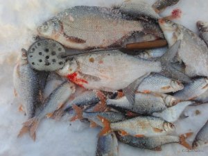 IMG_2017-01-30_152331.jpg