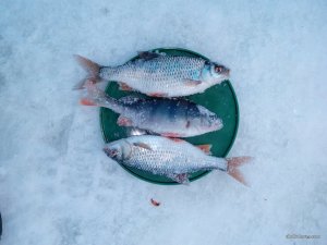 IMG_20170203_141946.jpg