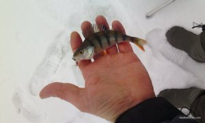 IMG_20170203_084924.jpg