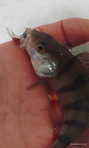 IMG_20170203_084910.jpg