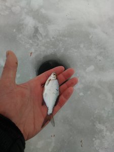 IMG_20170204_080026.jpg