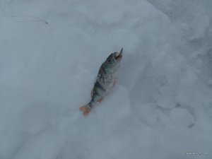 IMG_20170204_091053.jpg
