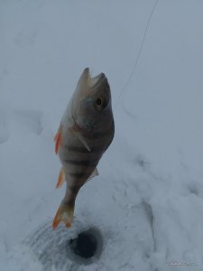 IMG_20170204_121402.jpg
