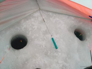 IMG_20170204_081548.jpg