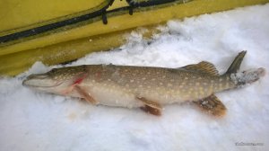 WP_20170204_003[1].jpg