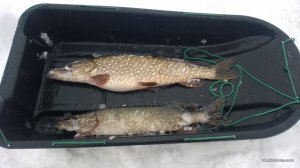 WP_20170204_011[1].jpg