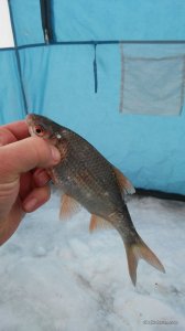 20170205_105619-918x1632.jpg
