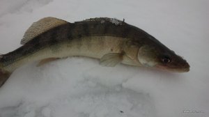 IMG_20170205_104546.jpg