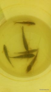 IMG_20170205_094039.jpg