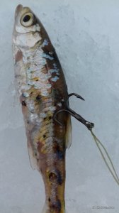 20170205_110510.jpg