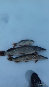 20170205_155745.jpg