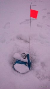 IMG_20170205_063858.jpg