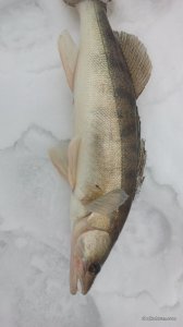 IMG_20170205_104536.jpg