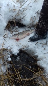20170205_145031.jpg
