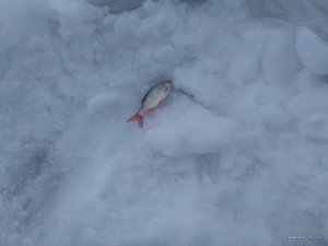 IMG_2017-02-06_134434.jpg