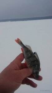 20170205_152934.jpg