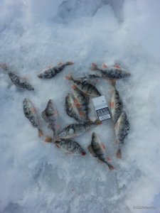 20170210_085033.jpg