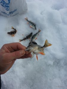 20170210_093649.jpg