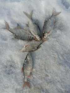 20170210_115645.jpg