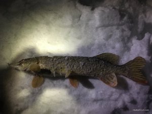 IMG_2388.JPG