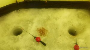 IMG_20170210_094757.jpg
