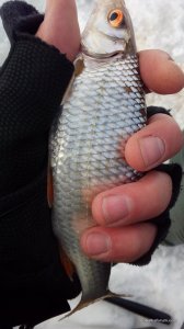 IMG_20170210_131745.jpg