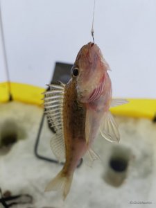20170204_125303.jpg