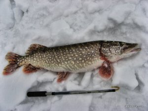 IMG_1795.JPG