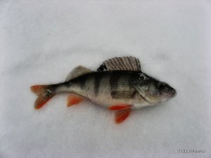 IMG_1796.JPG