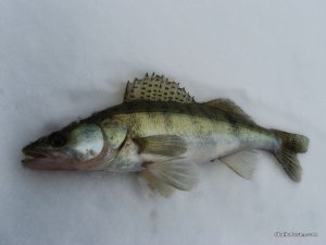 IMG_1801.JPG