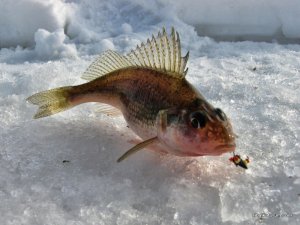 IMG_1811.JPG