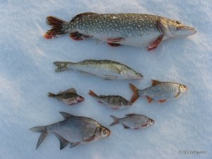IMG_1826.JPG