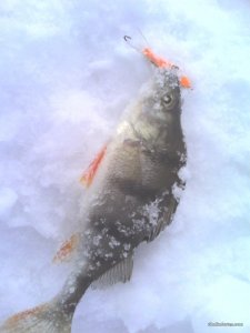 IMG_20170212_111824.jpg
