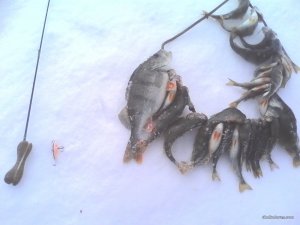 IMG_20170212_120449.jpg