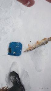 IMG_20170212_083423.jpg