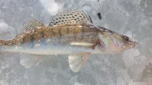 IMG_20170212_151138.jpg