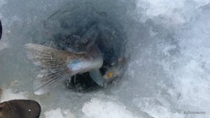 IMG_20170212_151243.jpg